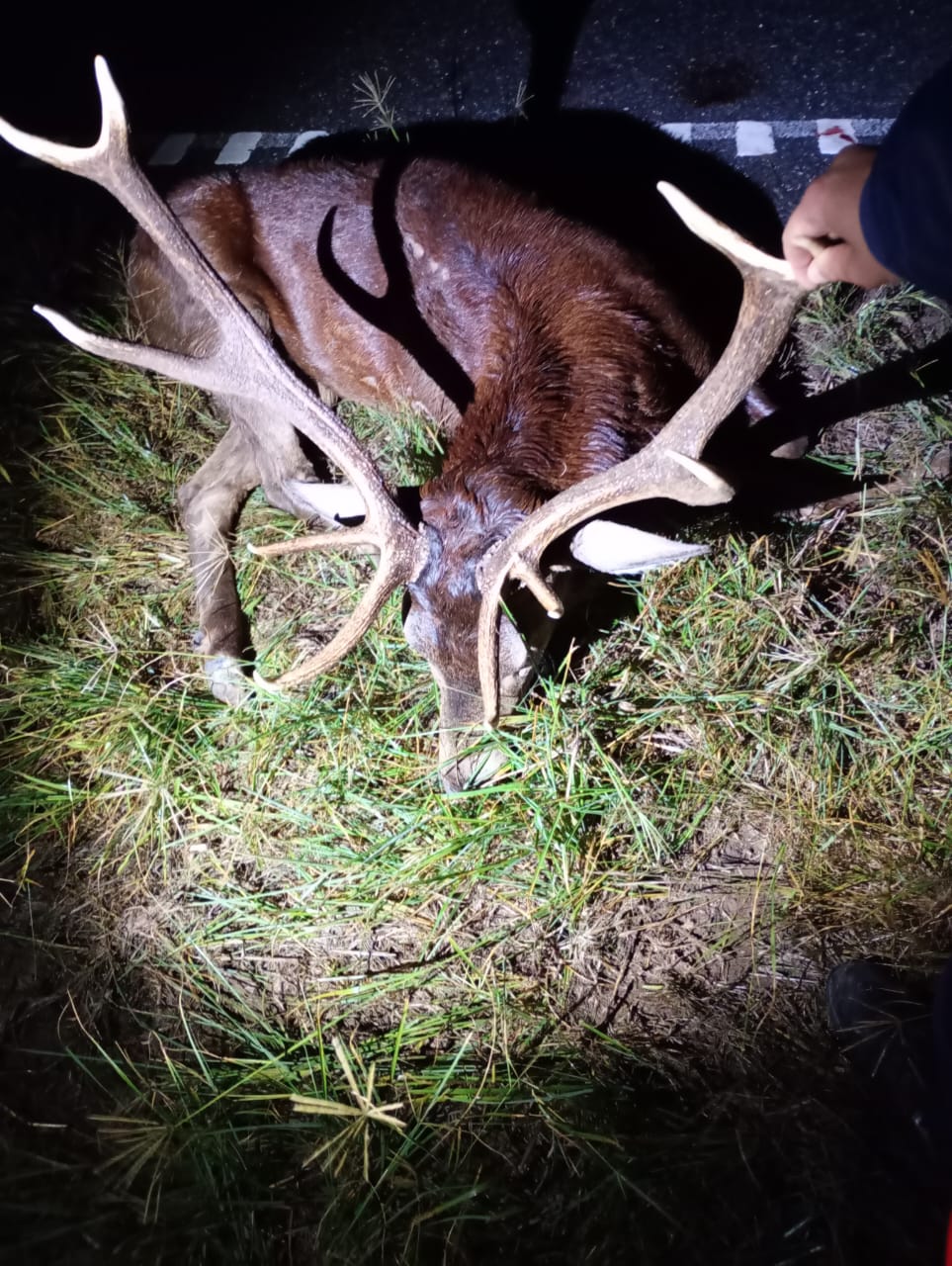 Un ciervo produjo un accidente en la&nbsp;autopista